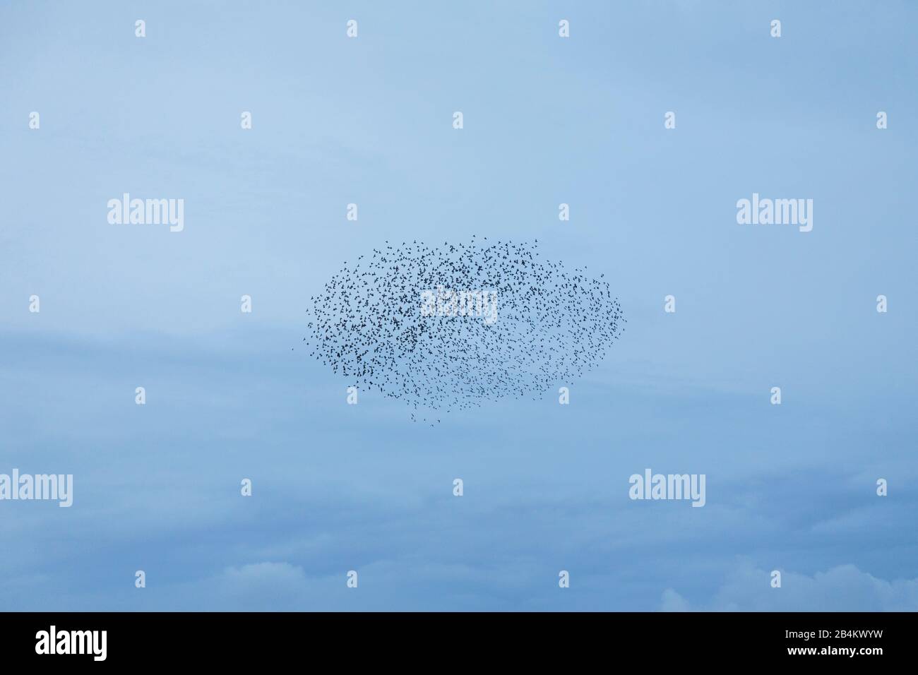 Europa, Danimarca, Bornholm. All'imbrunire, un gregge di starlings (Sturnidae) vola sopra i campi. Foto Stock