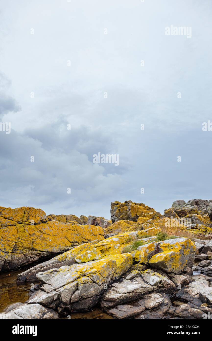 Europa, Dänemark, Bornholm, Bolshavn. Die felsige, mit leuchtend gelben Flechten bewachsene Ostküste. Foto Stock