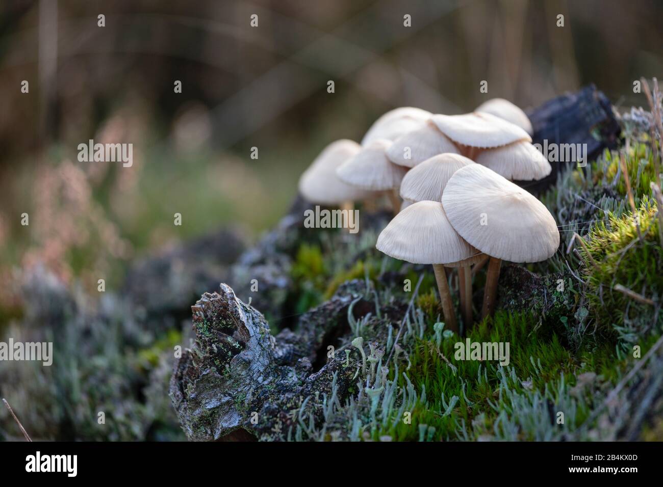Europa, Danimarca, Bornholm. Un gruppo di funghi piccoli cresce da un vecchio ceppo nella brughiera Majdal. Foto Stock