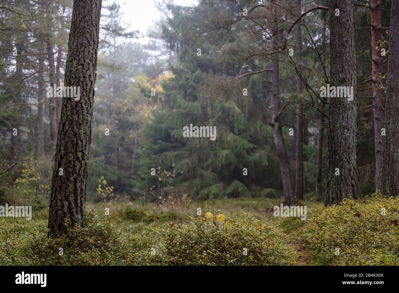 Europa, Danimarca, Bornholm. Nubi spesse di nebbia sulle foreste primordiali dei noccioli di Paradisbak. Foto Stock