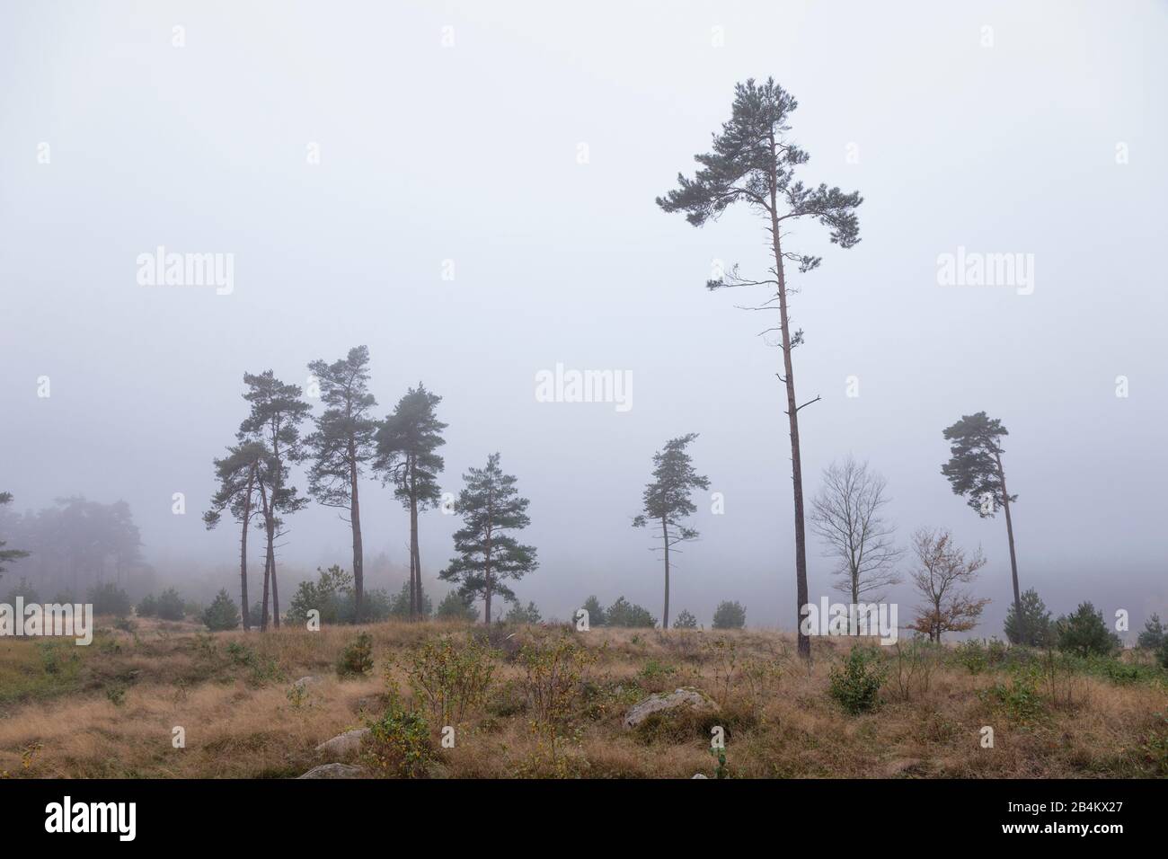 Europa, Dänemark, Bornholm. Dichte Nebelschwaden über den Urwäldern der Paradisbakkerne. Foto Stock