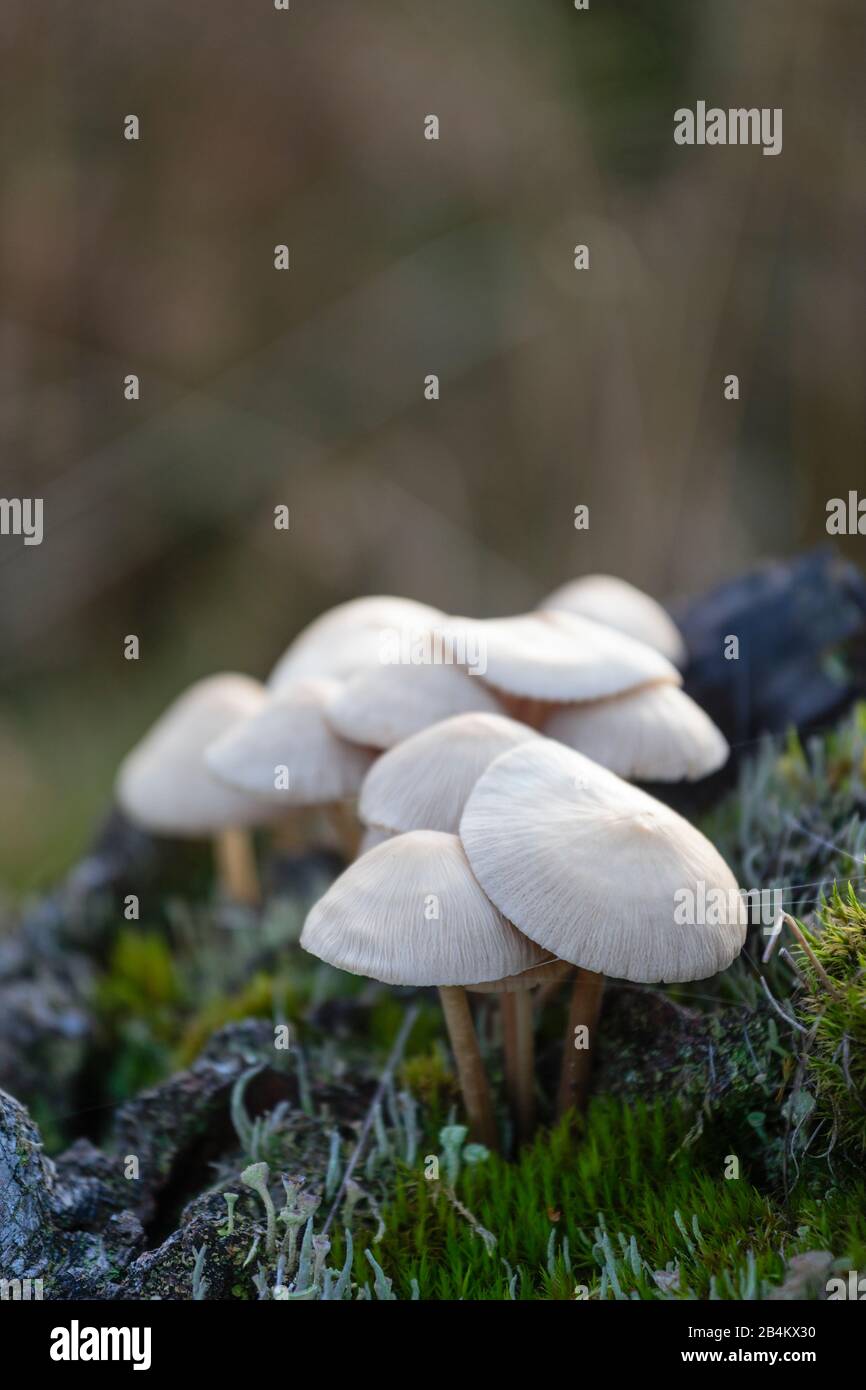 Europa, Danimarca, Bornholm. Un gruppo di funghi piccoli cresce da un vecchio ceppo nella brughiera Majdal. Foto Stock