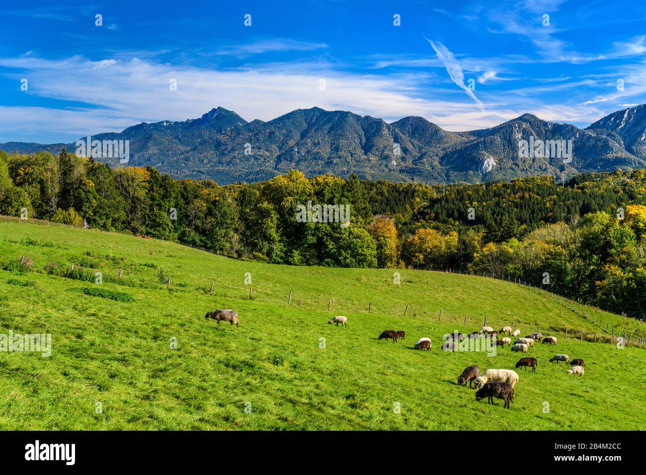 Deutschland, Bayern, Oberbayern, Pfaffenwinkel, Gemeinde Riegsee, Einöde Guglhör, Schafweide Gegen Voralpen Mit Benediktenwand Und Rabenkopf Foto Stock