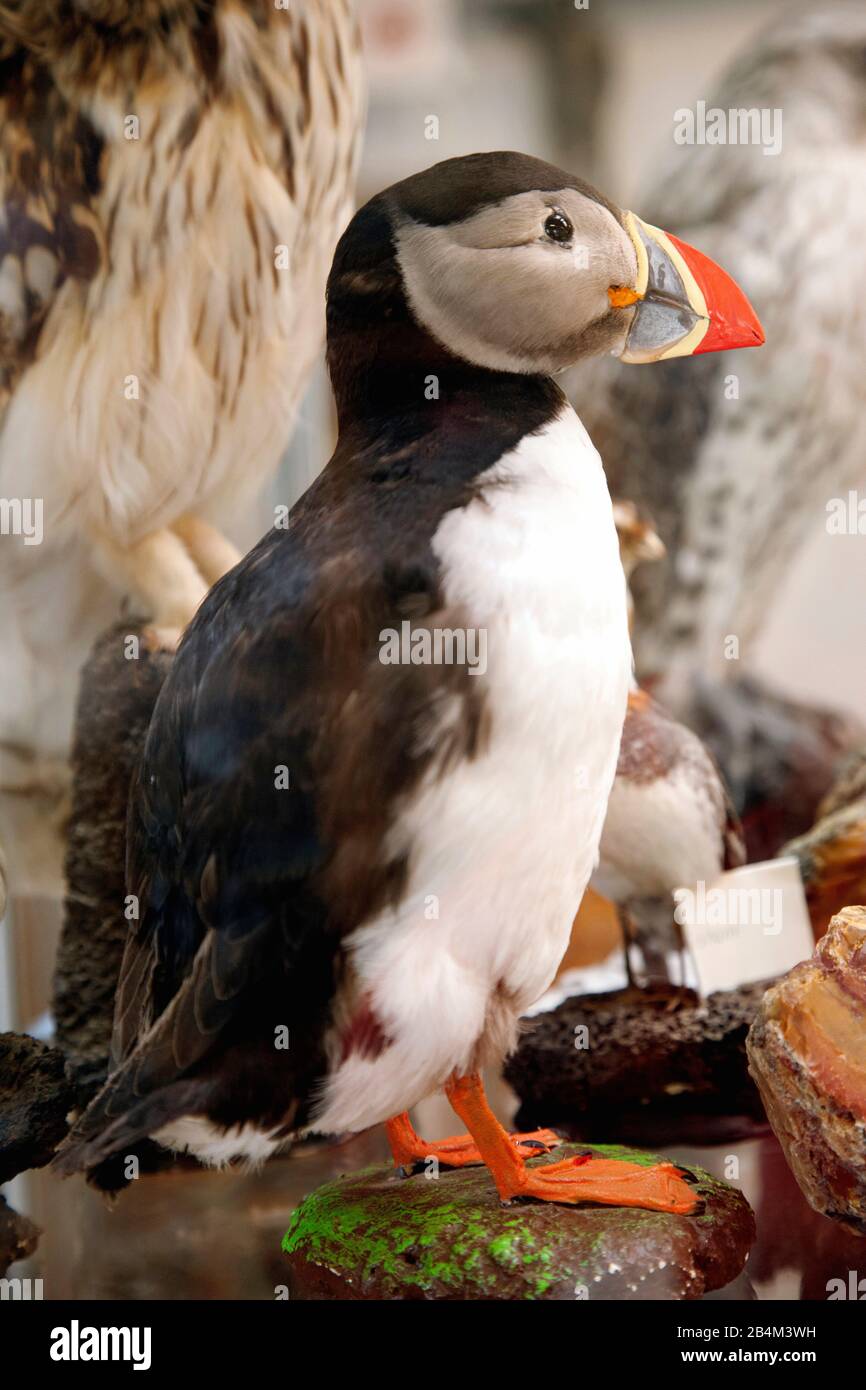 Mostra, Shark Museum, Islanda, Europa Foto Stock