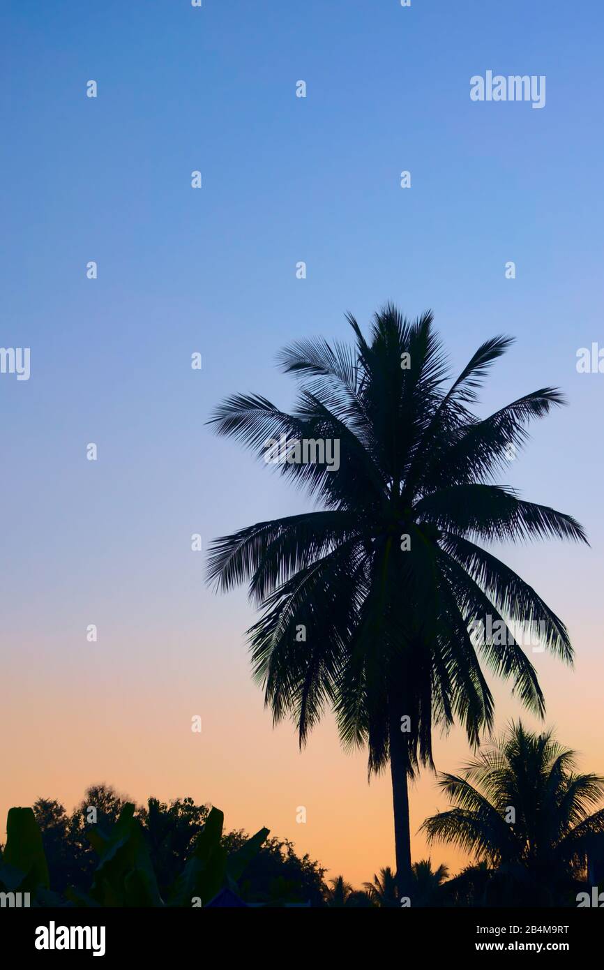 Grandi palme che si staglia contro il cielo crepuscolo. Foto Stock