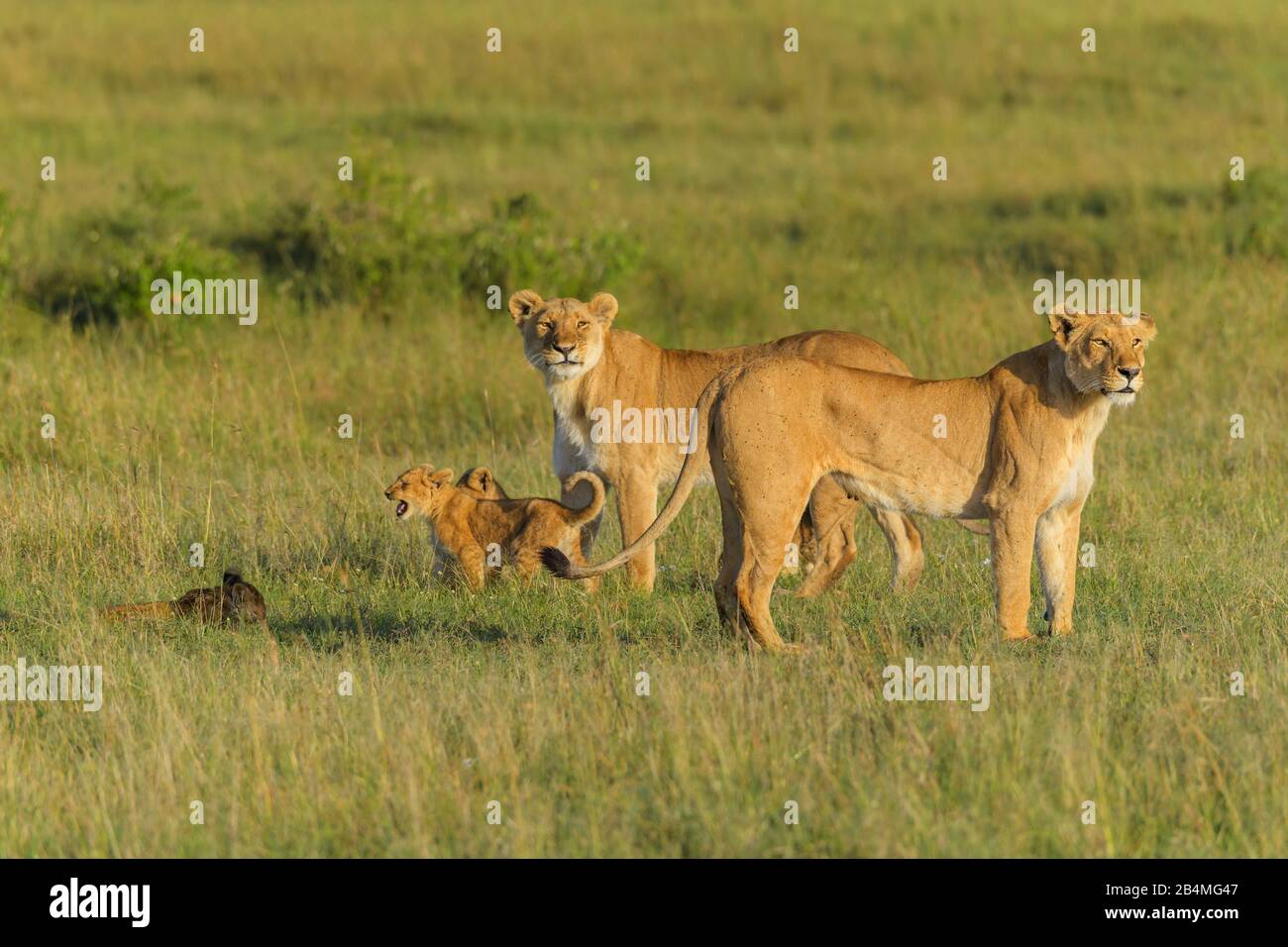 Leone africano, Panthera Leo, due leonessa con cucciolo, il Masai Mara riserva nazionale, Kenya, Africa Foto Stock