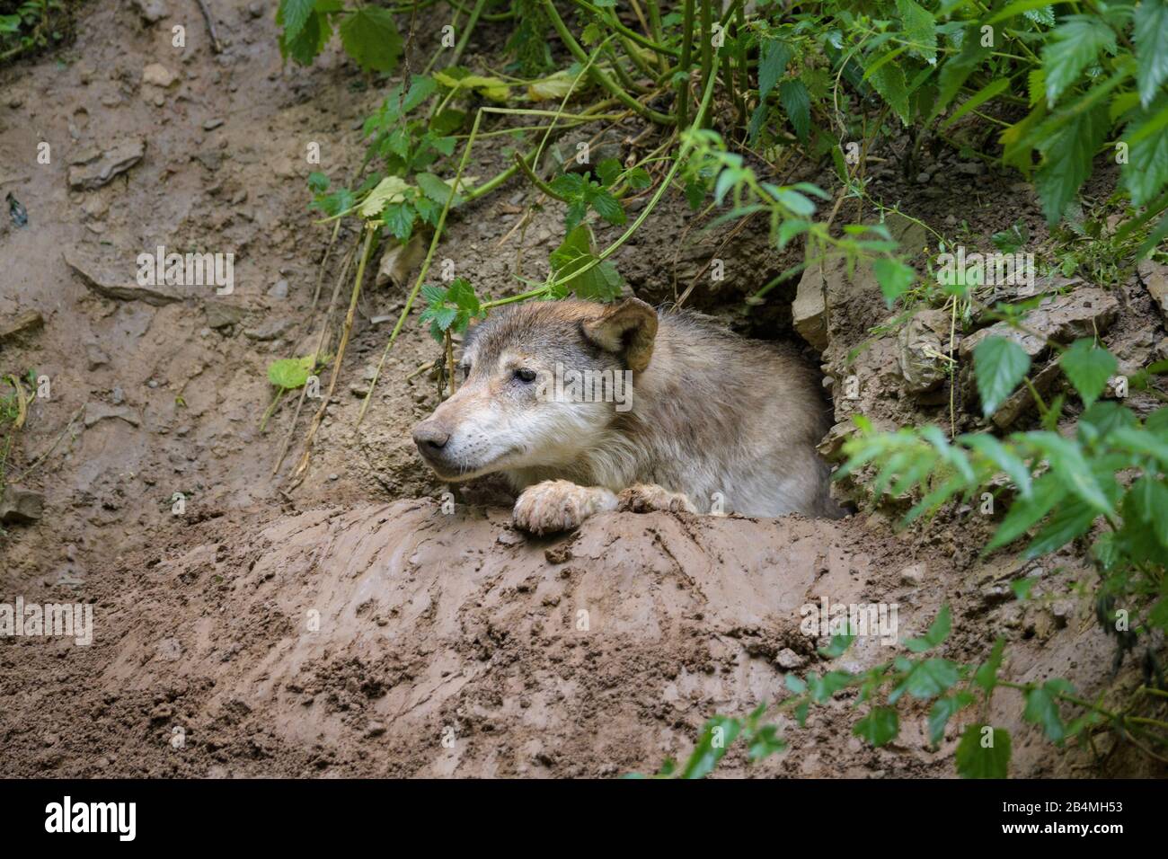 Lupo, Canis lupus, in grotta Foto Stock