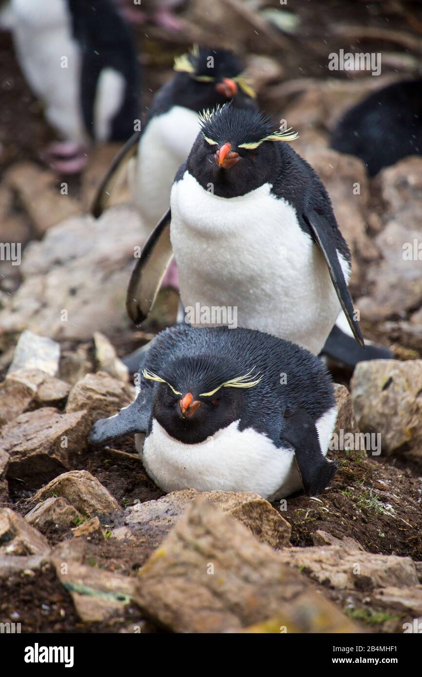 Rockhopper Penguins (Eudyptes chrysocome) sulla Falkland orientale, le Isole Falkland. Tour da Port Stanley. Foto Stock