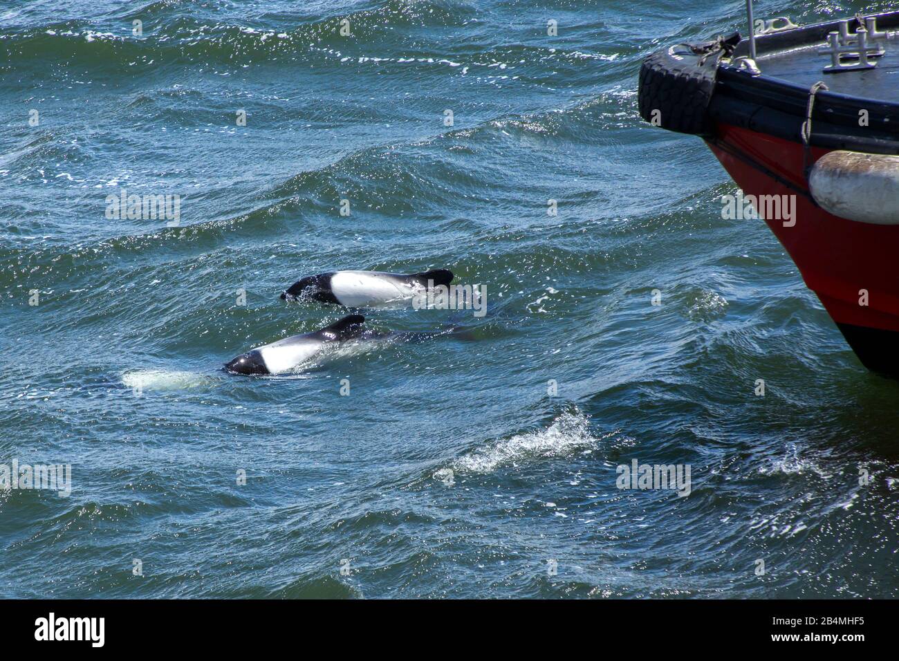 I Delfini di Commerson (Cephalorhynchus commercsonii) hanno avvistato a Port Stanley, le Falklands Foto Stock