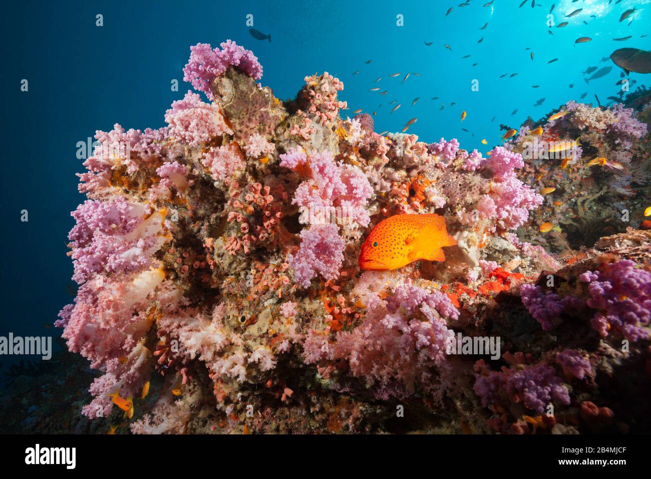 Coral raggruppatore, Cephalopholis miniata, Felidhu Atoll, Oceano Indiano, Maldive Foto Stock
