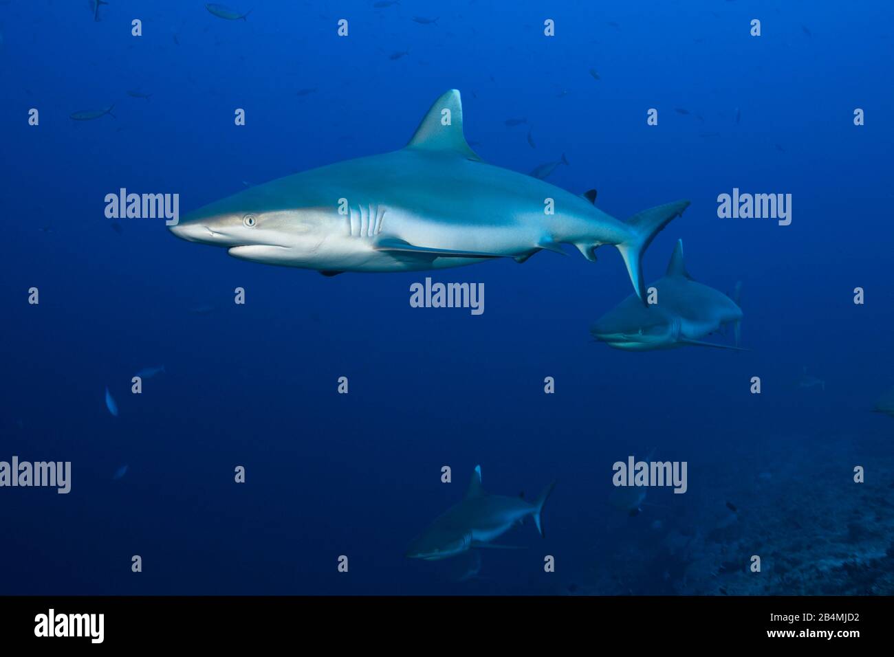 Grey Reef Shark Carcharhinus amblyrhynchos, Felidhu Atoll, Oceano Indiano, Maldive Foto Stock