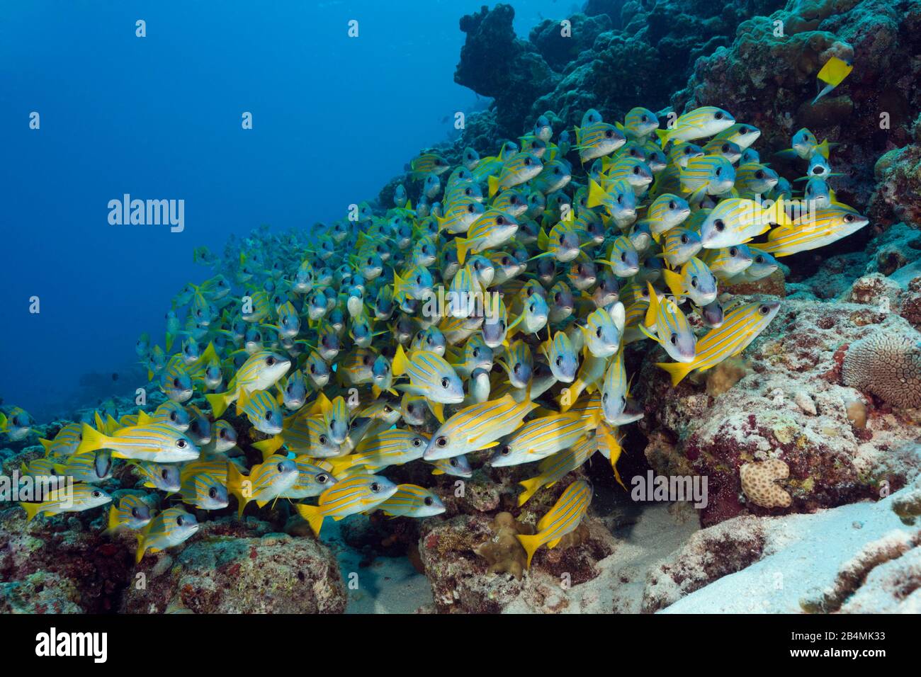 Secca di Bluestripe Snapper, Lutjanus kasmira, Felidhu Atoll, Oceano Indiano, Maldive Foto Stock