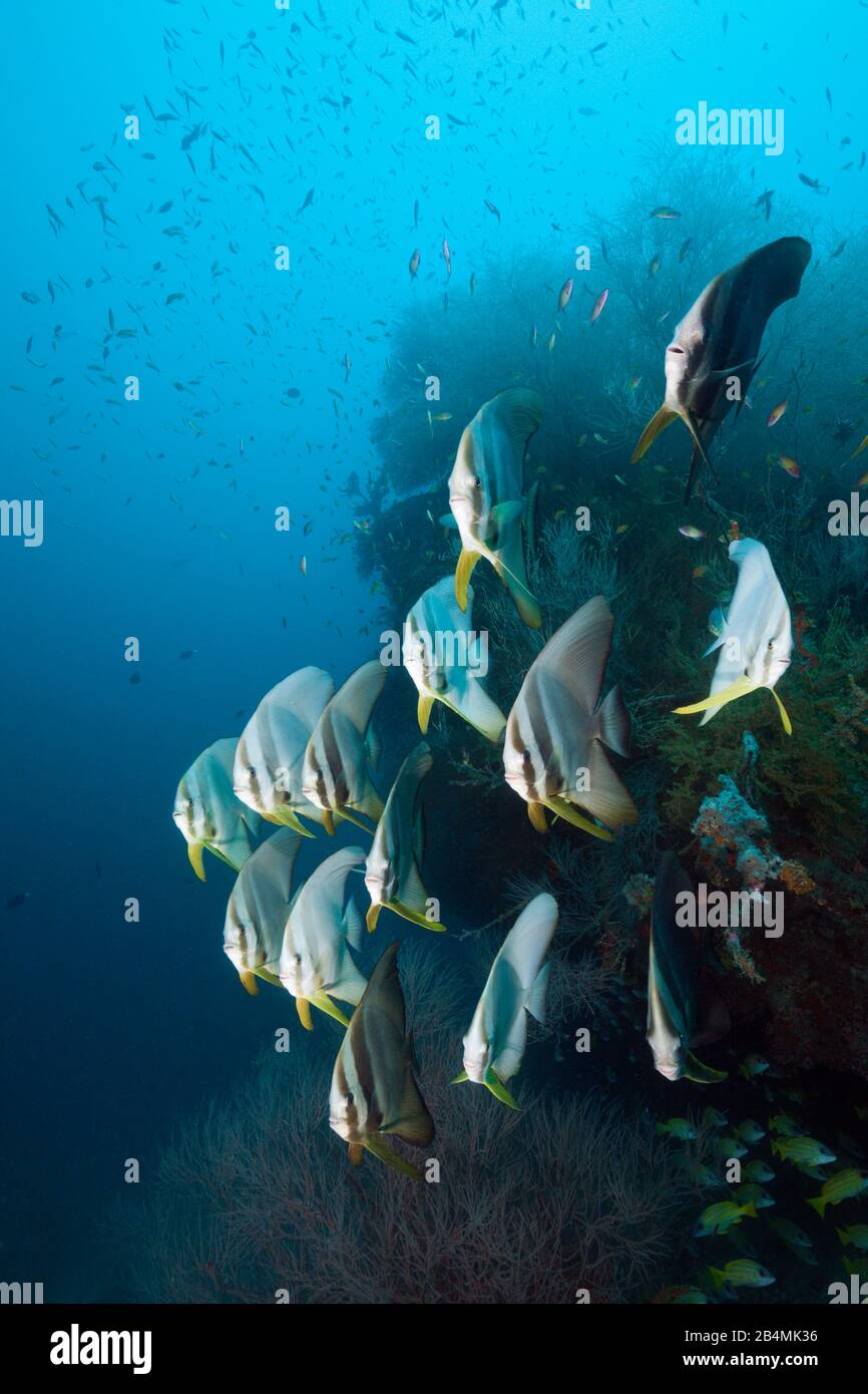 Secca di Longfin, Batfish Platax teira, South Male Atoll, Oceano Indiano, Maldive Foto Stock