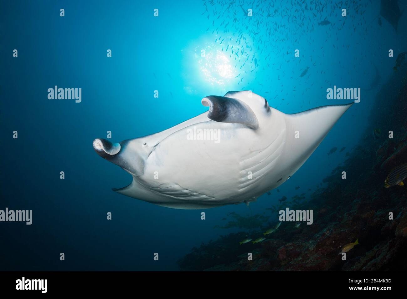 Reef Manta Ray, Manta alfredi, Ari Atoll, Oceano Indiano, Maldive Foto Stock