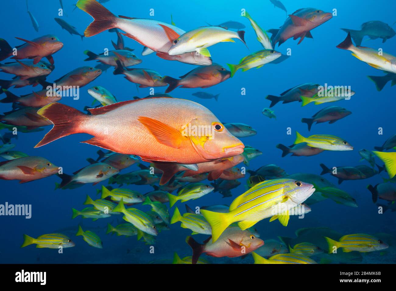 Humpback snapper e Bluestripe Snapper, Lutjanus gibbus, Lutjanus kasmira, Tahiti, Polinesia Francese Foto Stock