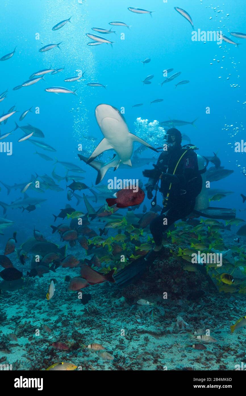 Grey Reef Shark all alimentazione degli squali, Carcharhinus amblyrhynchos, Tahiti, Polinesia Francese Foto Stock
