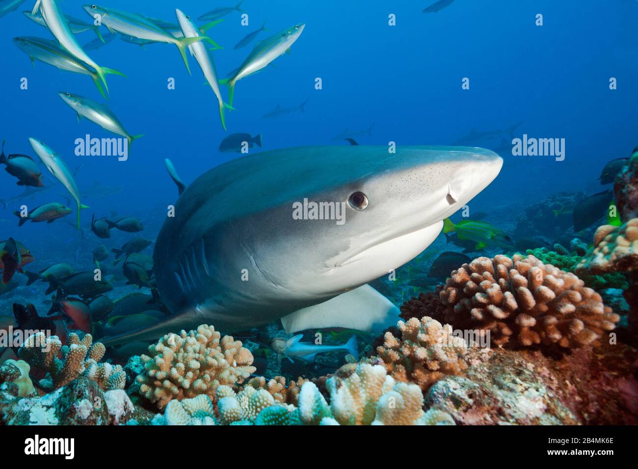 Tiger Shark, Galeocerdo cuvier, Tahiti, Polinesia Francese Foto Stock