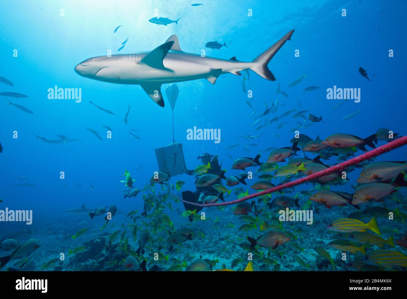 Grey Reef Shark all alimentazione degli squali, Carcharhinus amblyrhynchos, Tahiti, Polinesia Francese Foto Stock