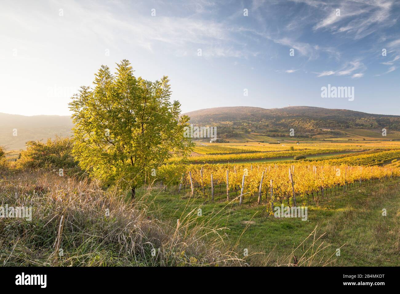 Weinanbaugebiet zwischen Gumpoldskirchen und Pfaffstätten mit Blick auf den Anninger, Niederösterreich, Österreich Foto Stock