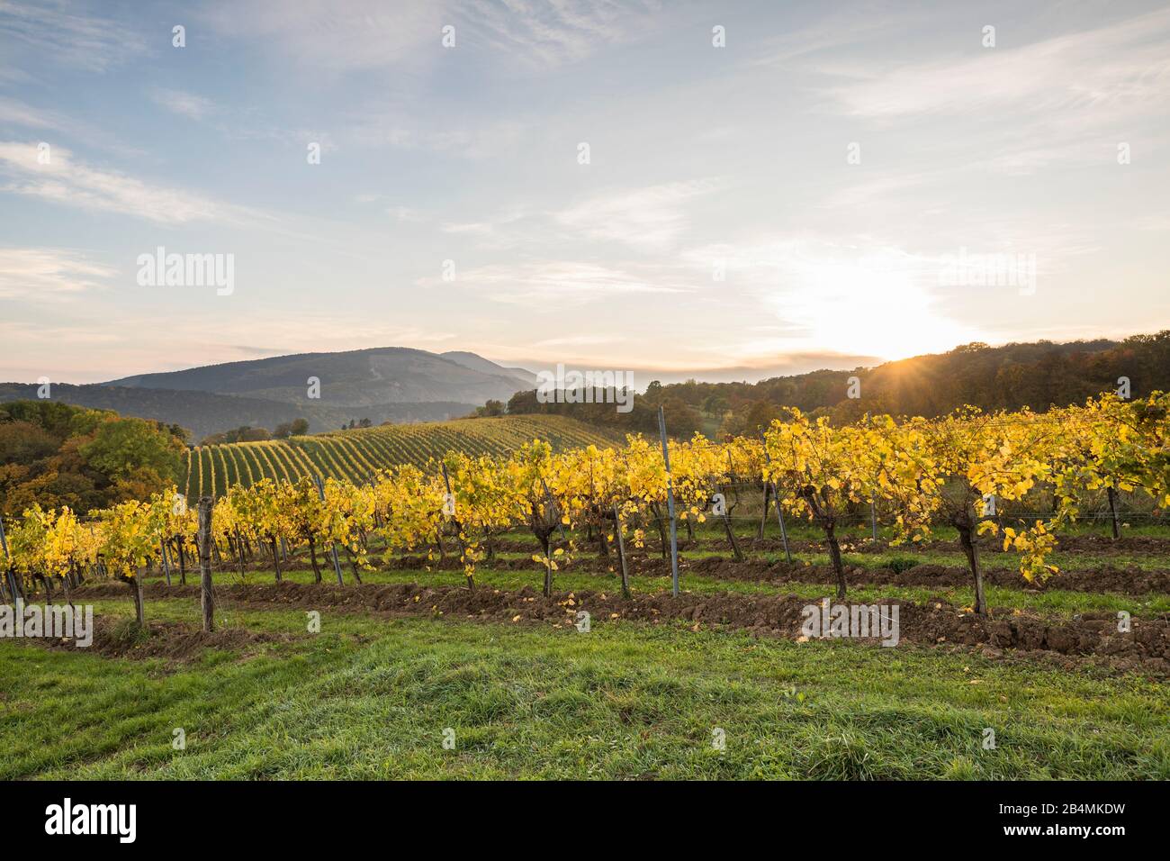 Sonnenuntergang über den herbstlich verfärbten Weingärten am Maurer Berg, 1230 Wien, Österreich Foto Stock