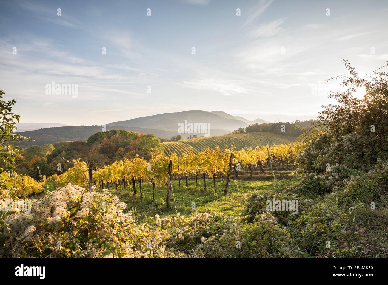 Blick über die herbstlich verfärbten Weingärten am Maurer Berg, 1230 Wien, Österreich Foto Stock