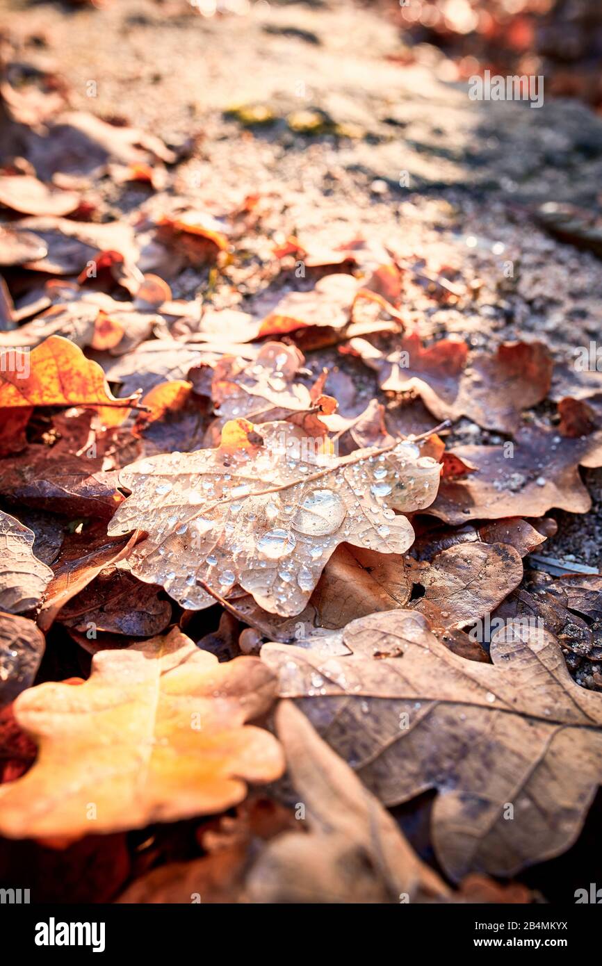 Gocce d'acqua su foglie di quercia marrone, mood autunnale Foto Stock