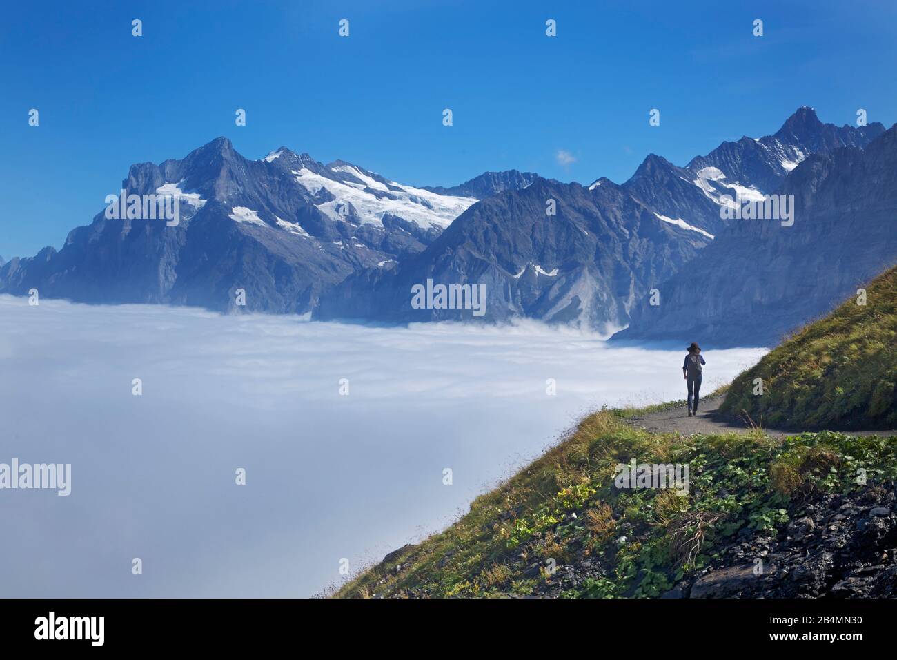 Sentiero per escursioni a Kleine Scheidegg vicino a Wengen. Vista sulla valle che si trova sotto una coperta di nebbia da Grindelwald a Wetterhorn. Foto Stock