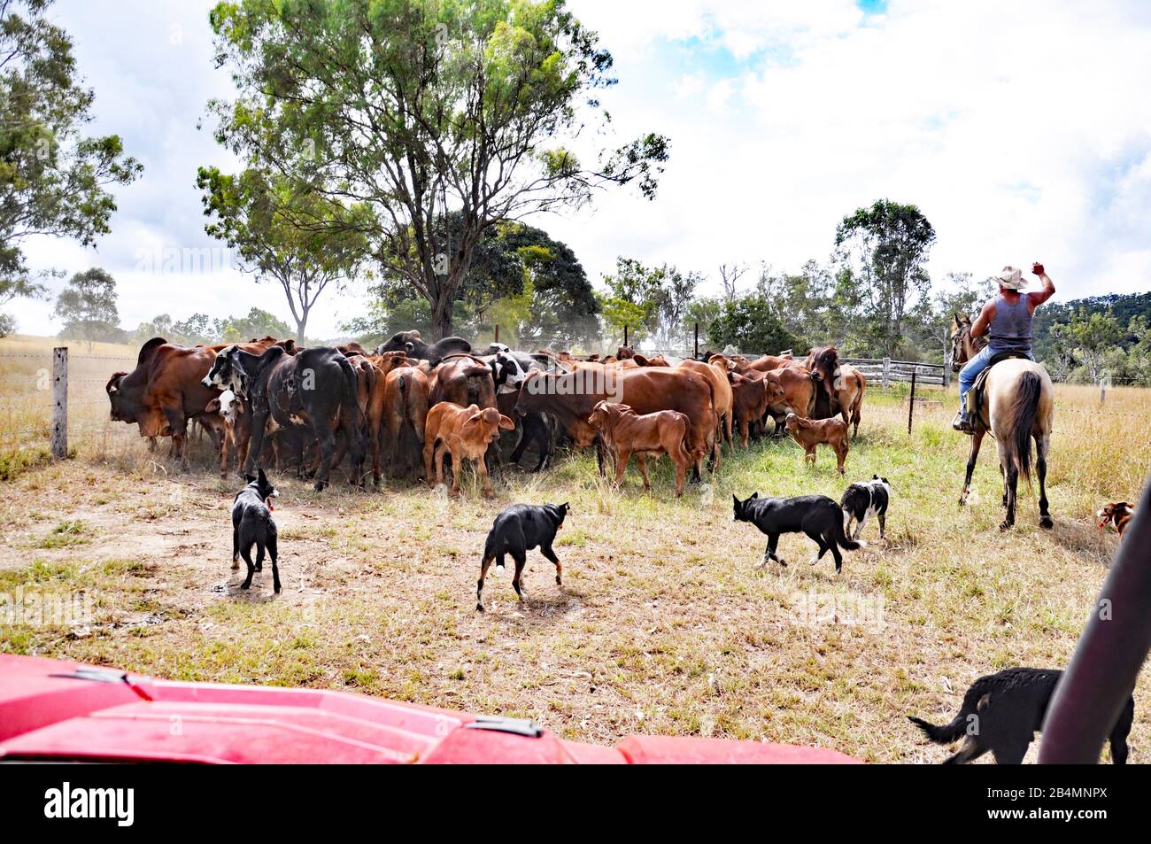 MUCCA MUSTER Foto Stock