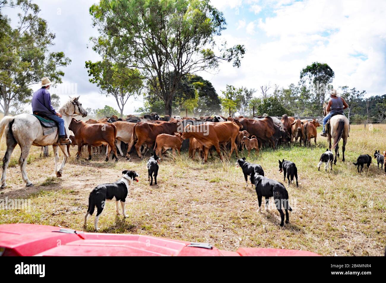 BESTIAME STAZIONE / RANCH LAVORO Foto Stock