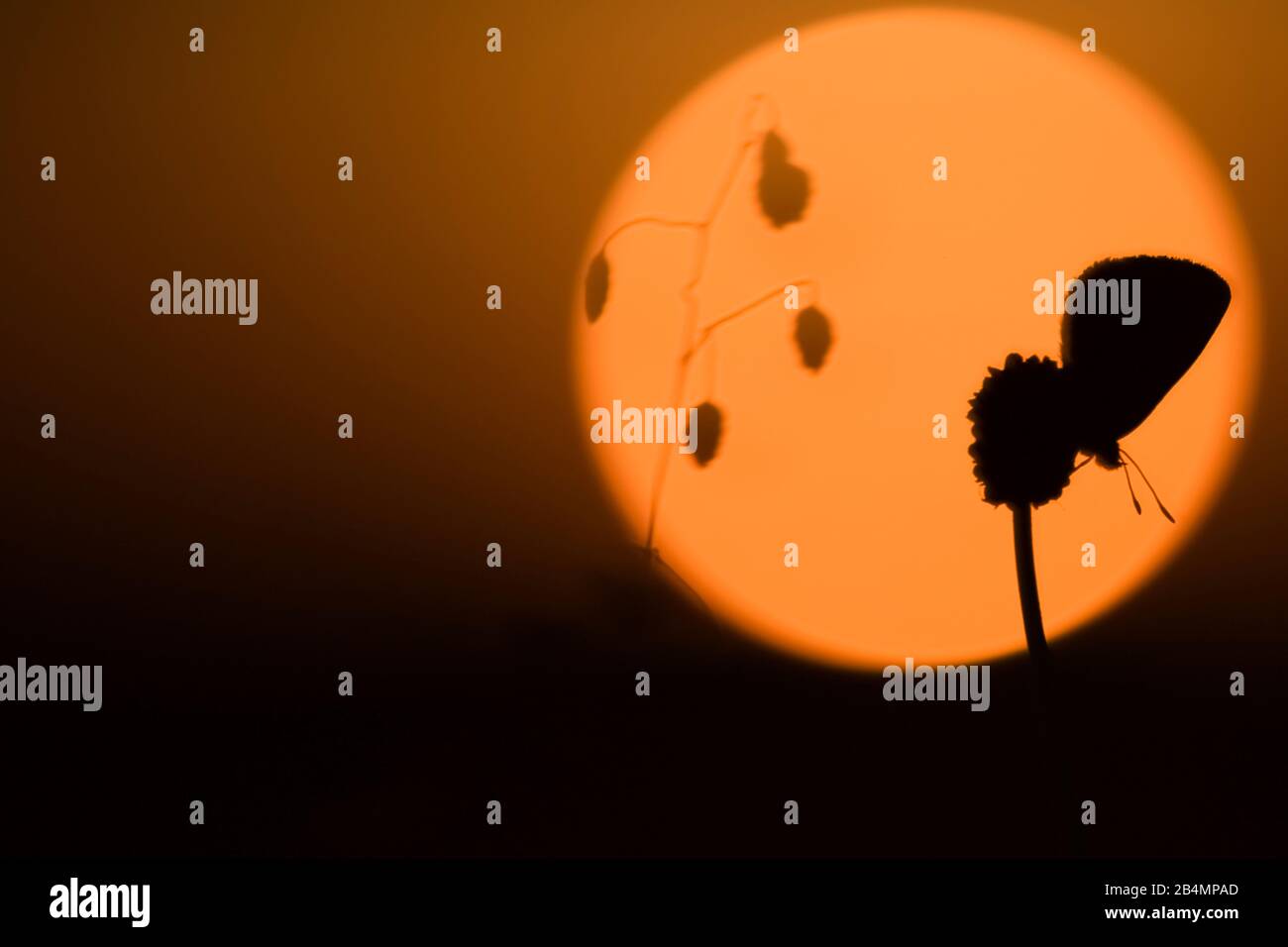 Estate in Baviera. Impressioni dai piedi delle Alpi: Farfalla silhouette al tramonto Foto Stock