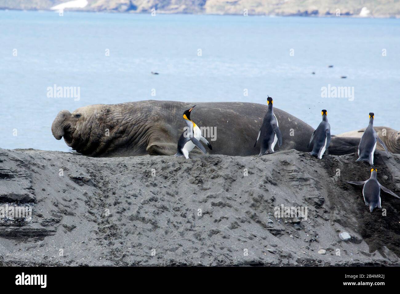 Il Southern Elephant Seal bull si carica attraverso King Pinguins sulla riva di sabbia, spingendo alcuni fuori dalla riva, St. Andrews Bay, Georgia del Sud Foto Stock