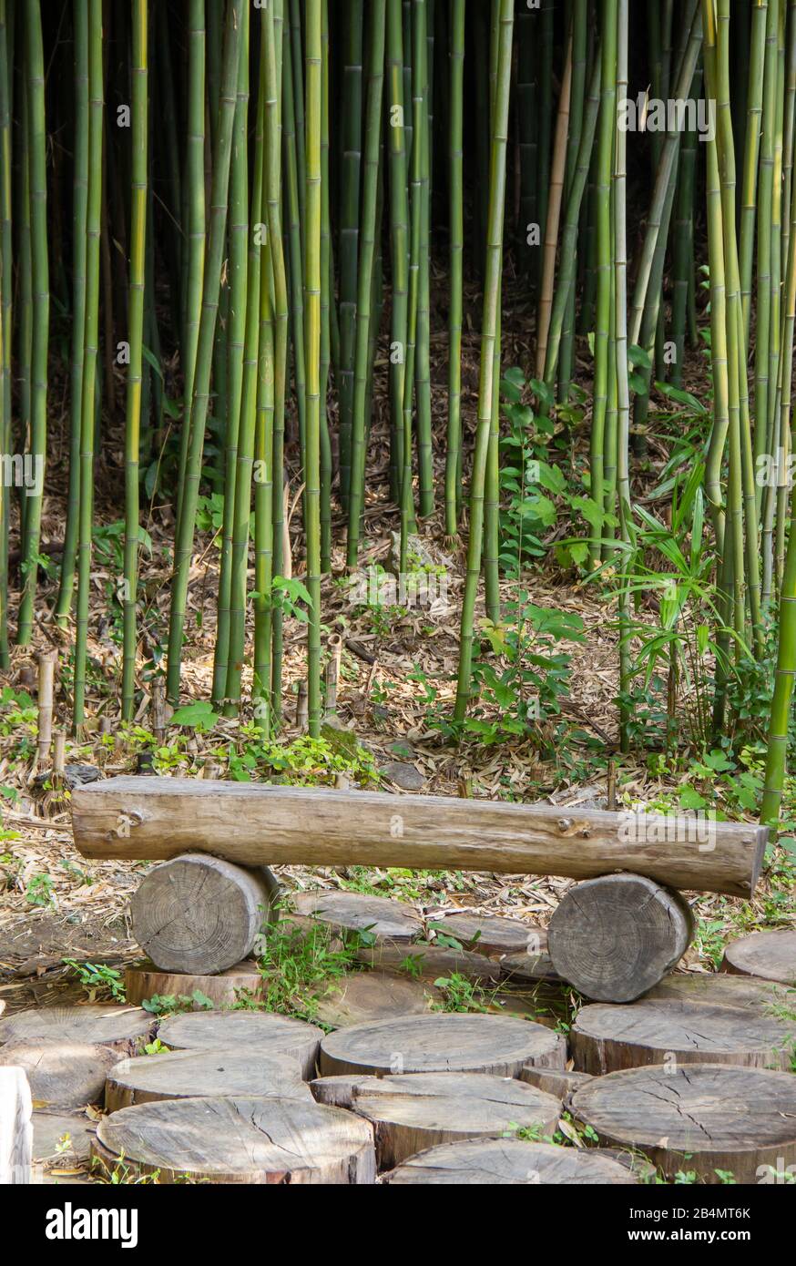 panca di legno fatta in casa in un boschetto di bambù Foto stock - Alamy