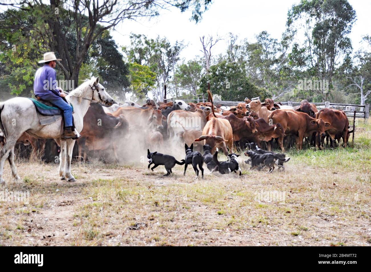 BESTIAME STAZIONE / RANCH LAVORO Foto Stock