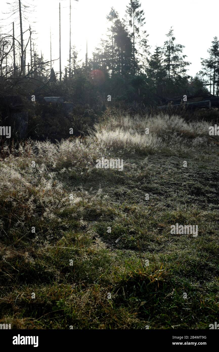 Escursioni nel Harz am Oderteich Foto Stock