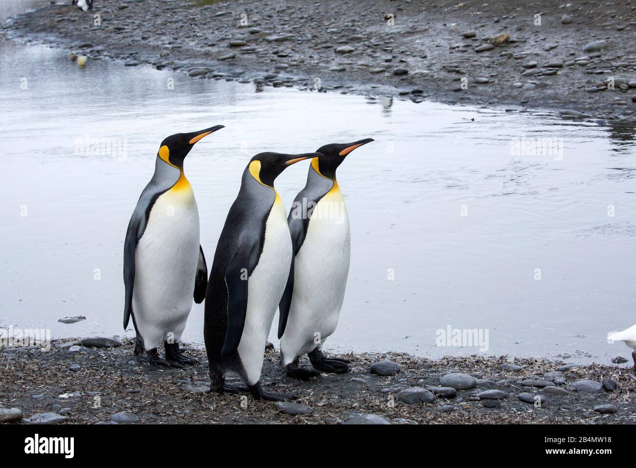 Pinguino reale (Aptenodytes patagonicus) colonia, Salisbury Plain, Georgia del Sud Foto Stock