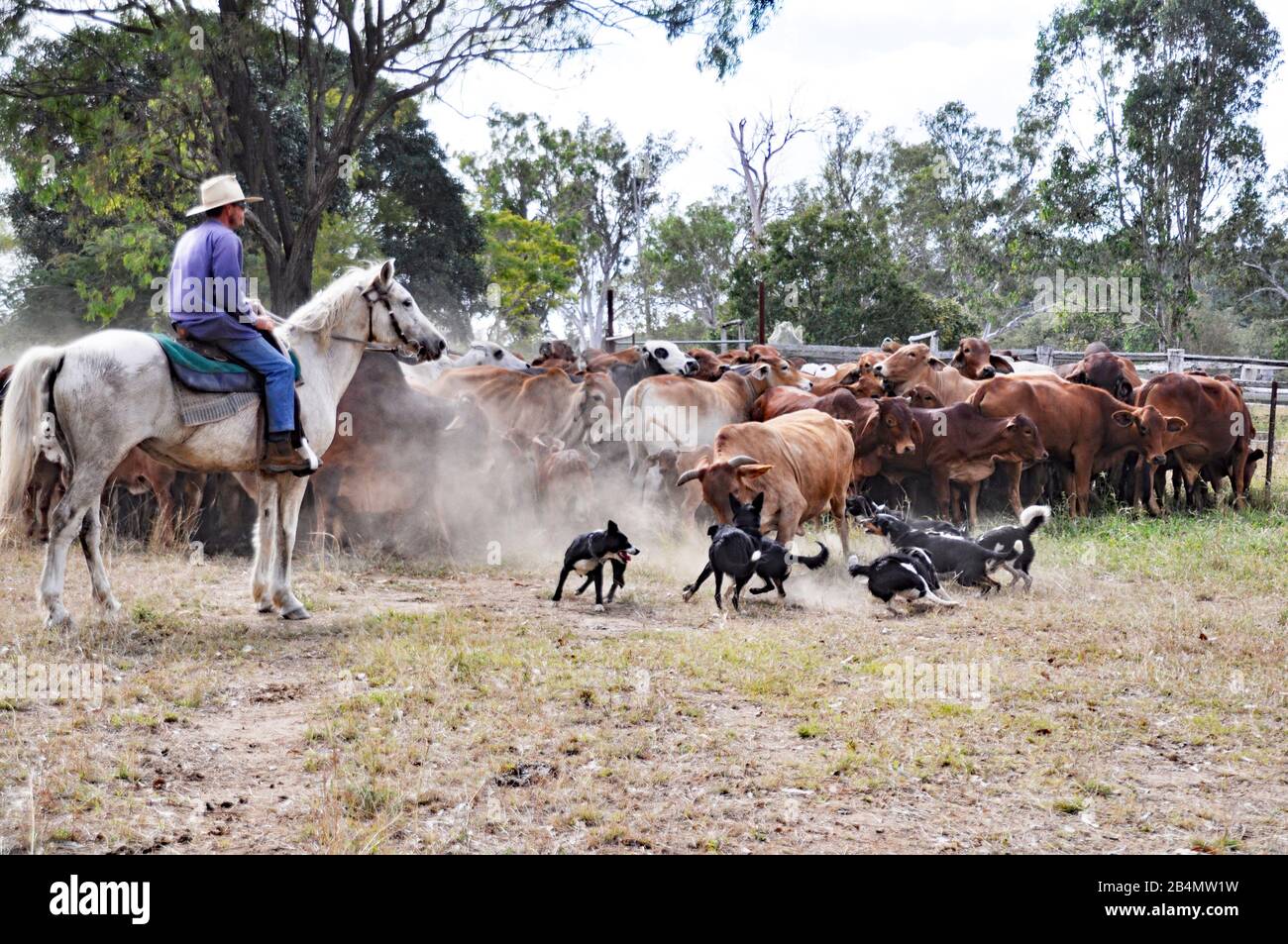 BESTIAME STAZIONE / RANCH LAVORO Foto Stock