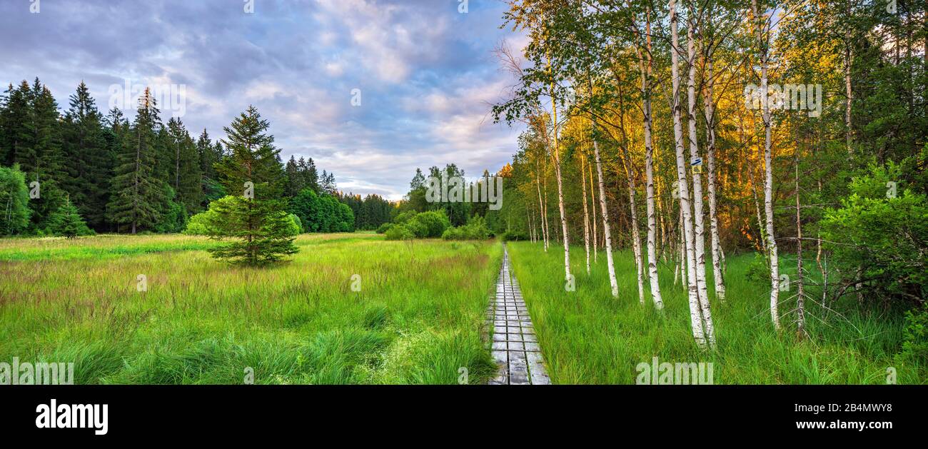 Germania, Baviera, Parco Nazionale della Foresta Bavarese, Bohlenweg attraverso il bosco rialzato con erba a dondolo alla luce della sera Foto Stock