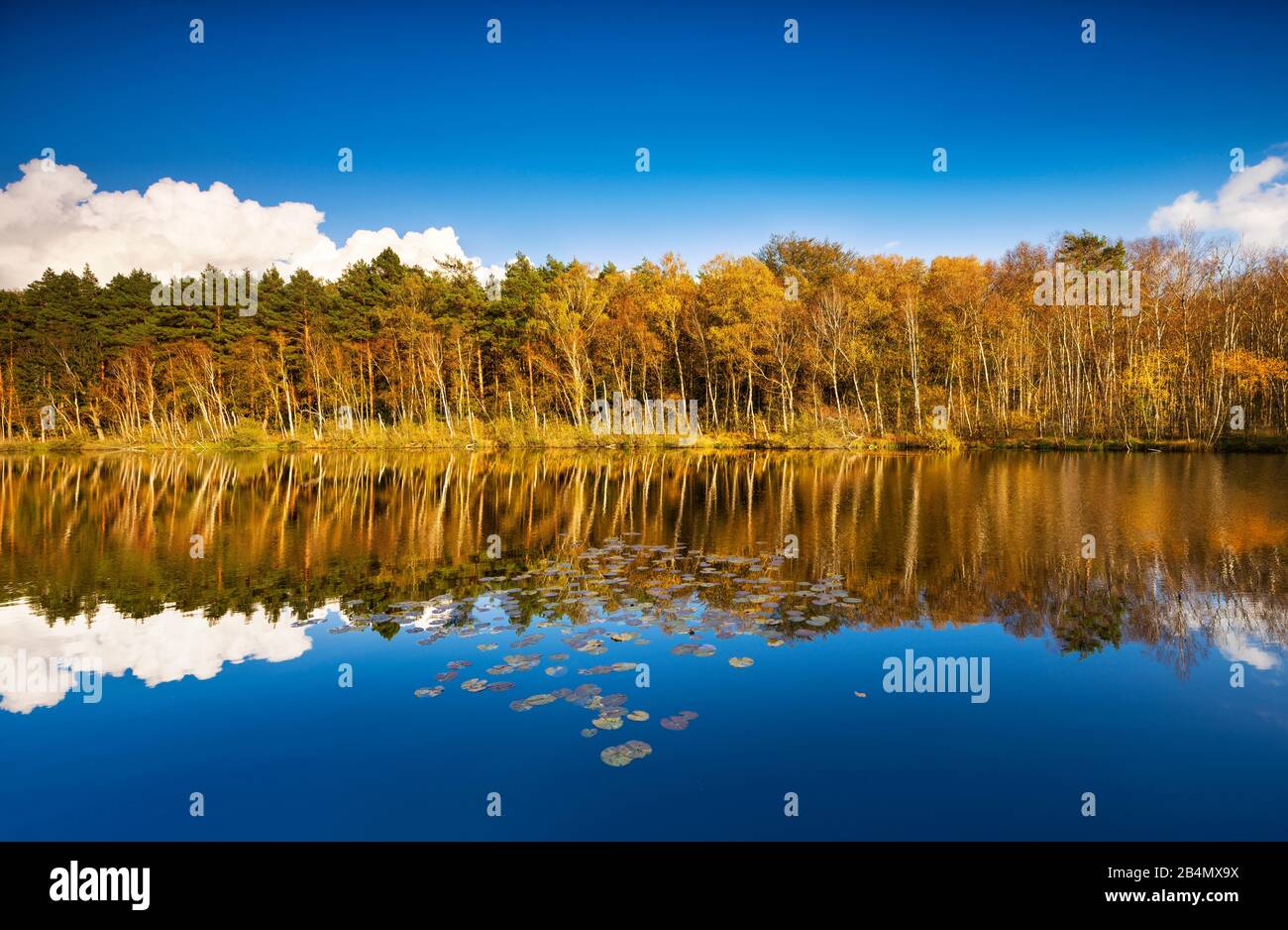 Deutschland, Mecklenburg-Vorpommern, Müritz-Nationalpark, Stiller See mit Seerosen im Herbst, bunter Wald spiegelt sich, Wienpietschseen Foto Stock