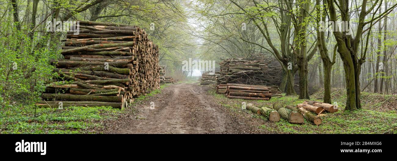 Sentiero escursionistico attraverso la vicina foresta nebbiosa naturale in primavera, legno tagliato di fresco, pali di legno sulla strada forestale, Burgenlandkreis, Sassonia-Anhalt, Germania Foto Stock