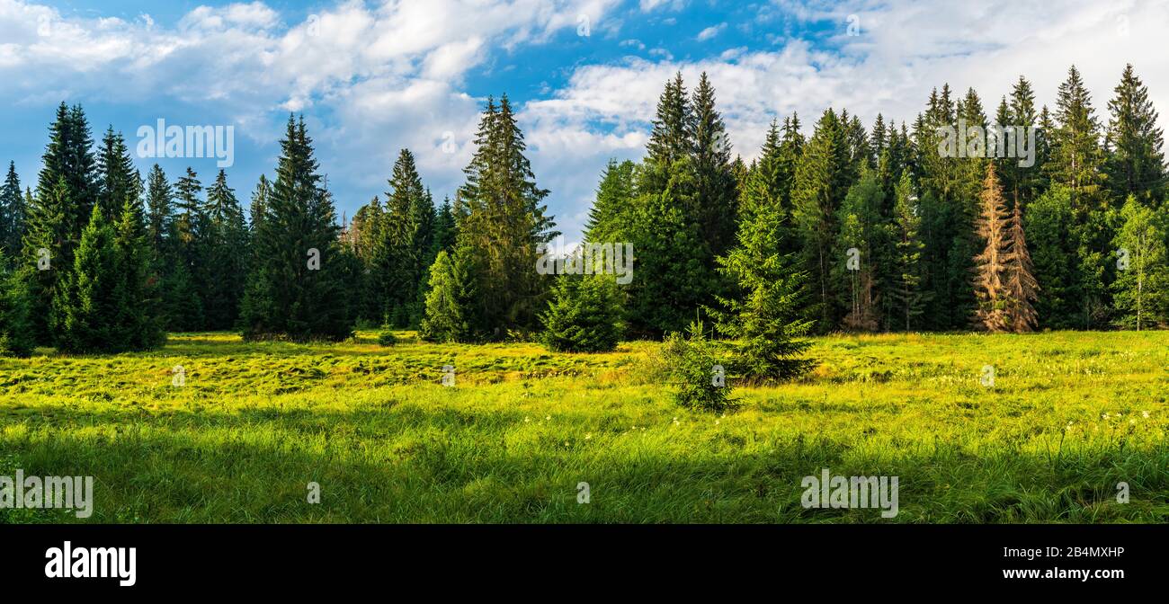 Germania, Baviera, Parco Nazionale della Foresta Bavarese, palude con erba a dondolo nella zona centrale alla luce della sera Foto Stock