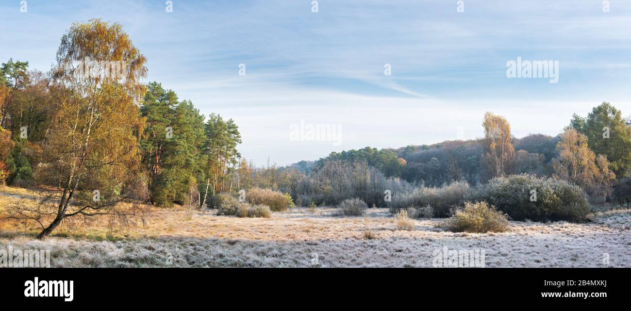Germania, Meclemburgo-Pomerania anteriore, Müritz-Nationalpark, Teilgebiet Serrahn, Landschaft mit Moor bedekt von Raureif im Herbst Foto Stock