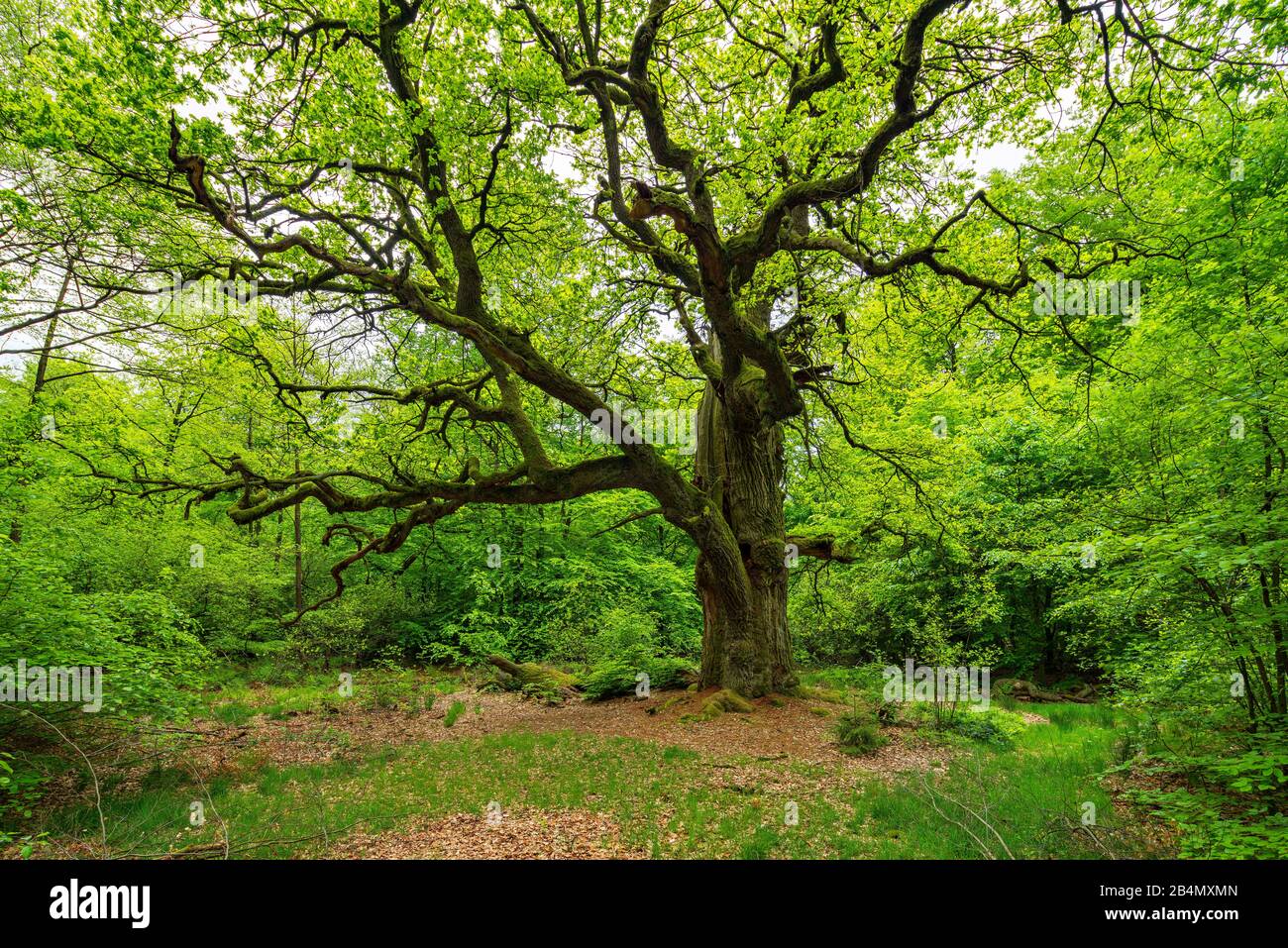 Enorme quercia vecchia gignarled (Quercus robur) sulla radura nella foresta verde in primavera, rami coperti da muschio, verde fresco, ex cappello albero, Reinhardswald, Hesse, Germania Foto Stock