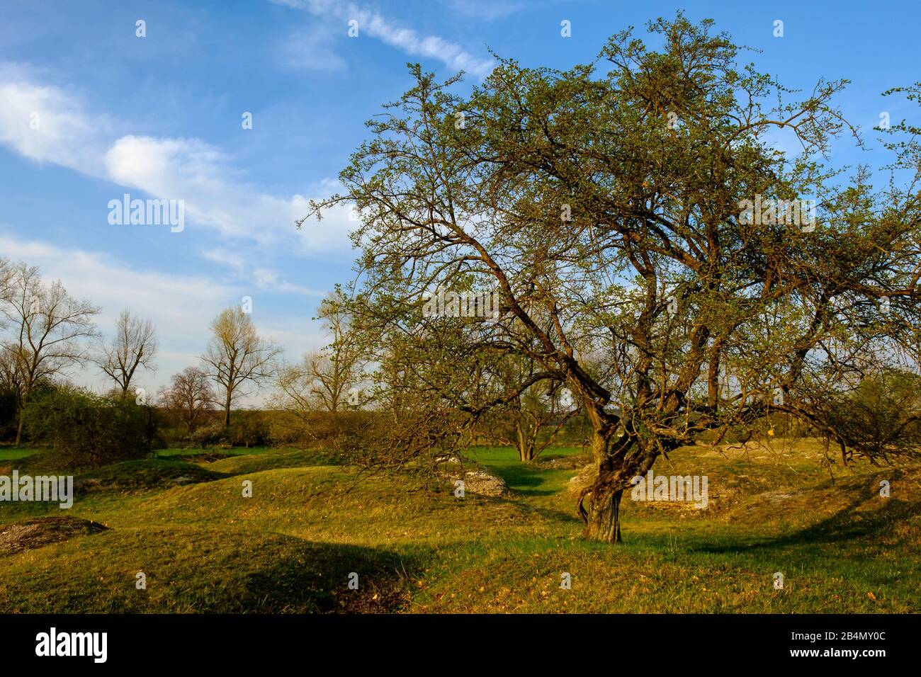 Serata nella riserva naturale Sulzheimer Gipshügel, distretto di Schweinfurt, Bassa Franconia, Baviera, Germania Foto Stock