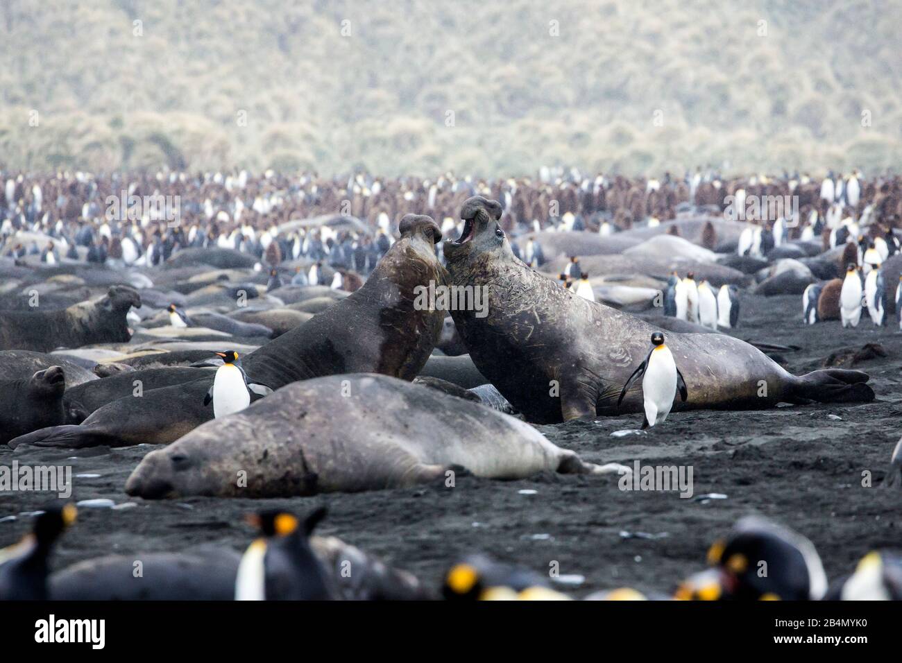 La foca dell'Elefante Meridionale (Mirounga leonina) combatte con il toro tra la colonia dei pinguini del Re, il Porto d'Oro, la Georgia Meridionale Foto Stock