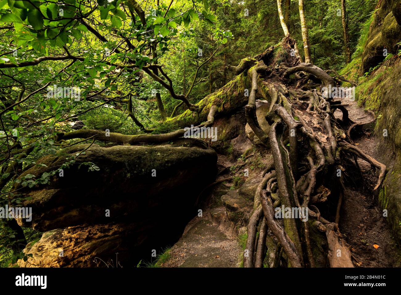 Radici aeree di un albero piegato sul 'Zwillingstiege', una via ferrata in Svizzera sassone Foto Stock