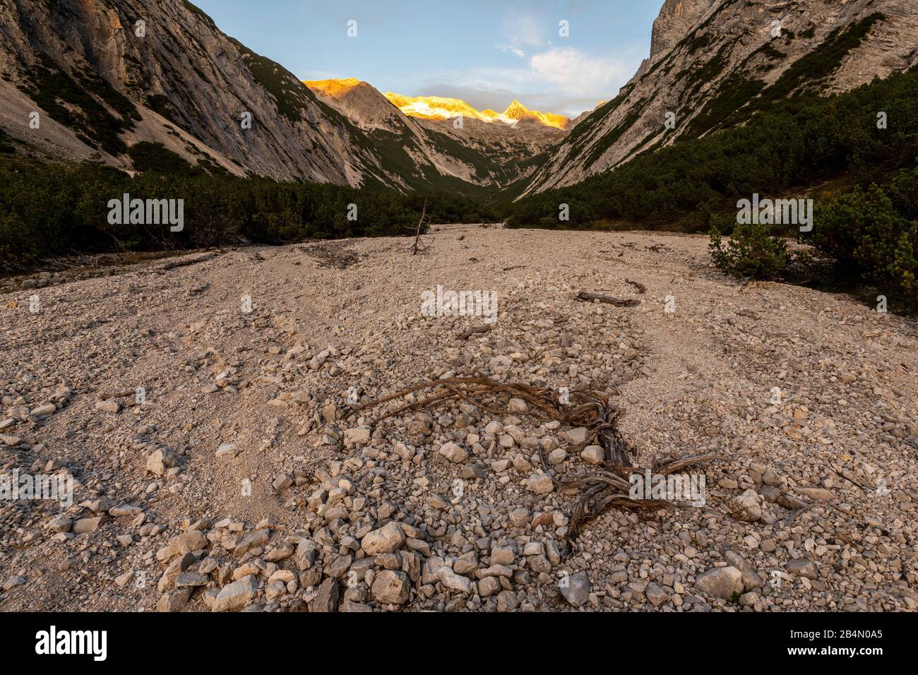 Una radice di agenti atmosferici si trova nel letto secco del torrente Isar nel cosiddetto roßloch, sotto il Laliderspitze. Sullo sfondo le cime del Karwendel. Foto Stock