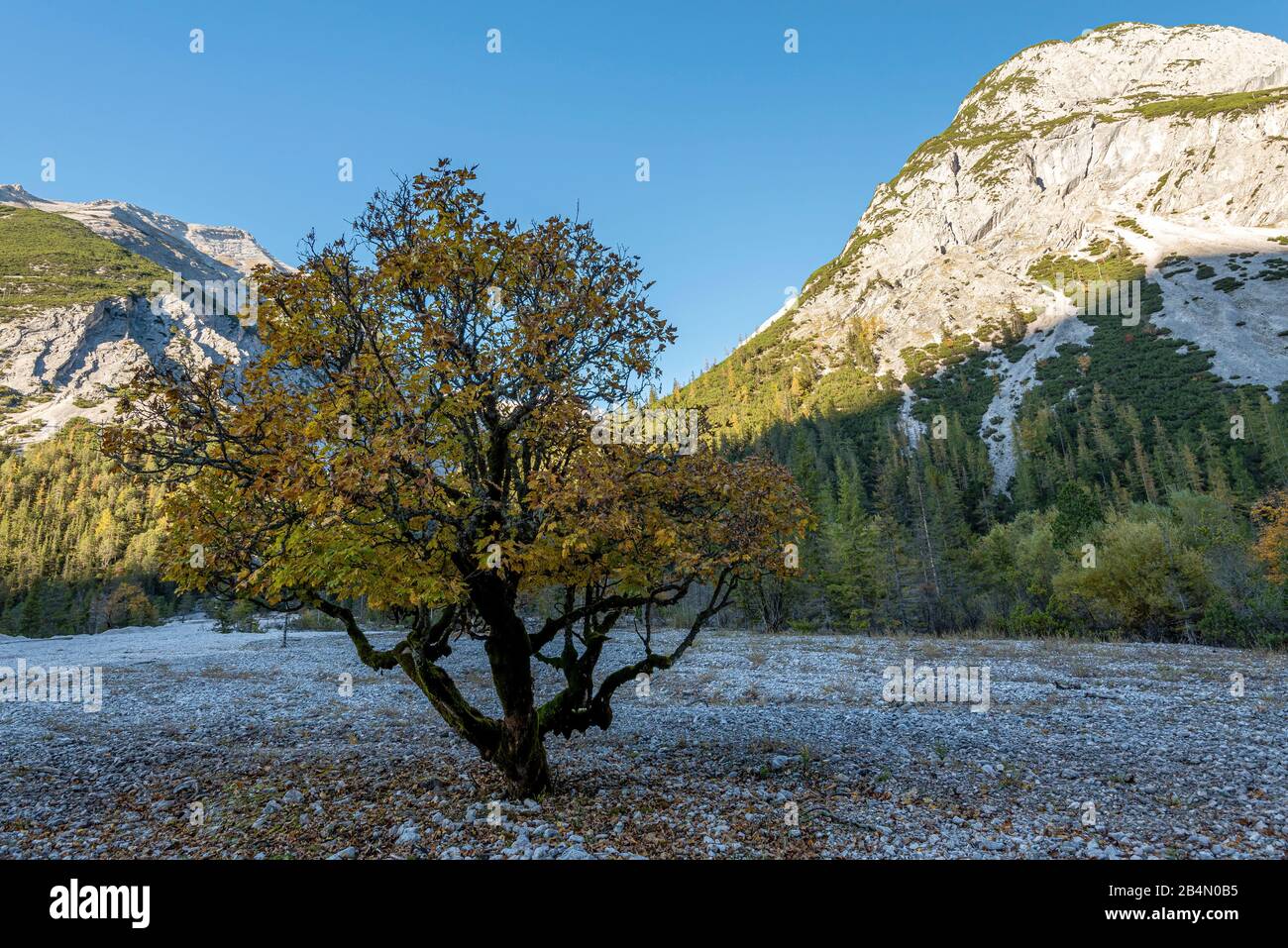 Un albero di acero che si erge individualmente in ghiaia, autunno colorato, sullo sfondo la piccola testa calda (2038m). Foto Stock
