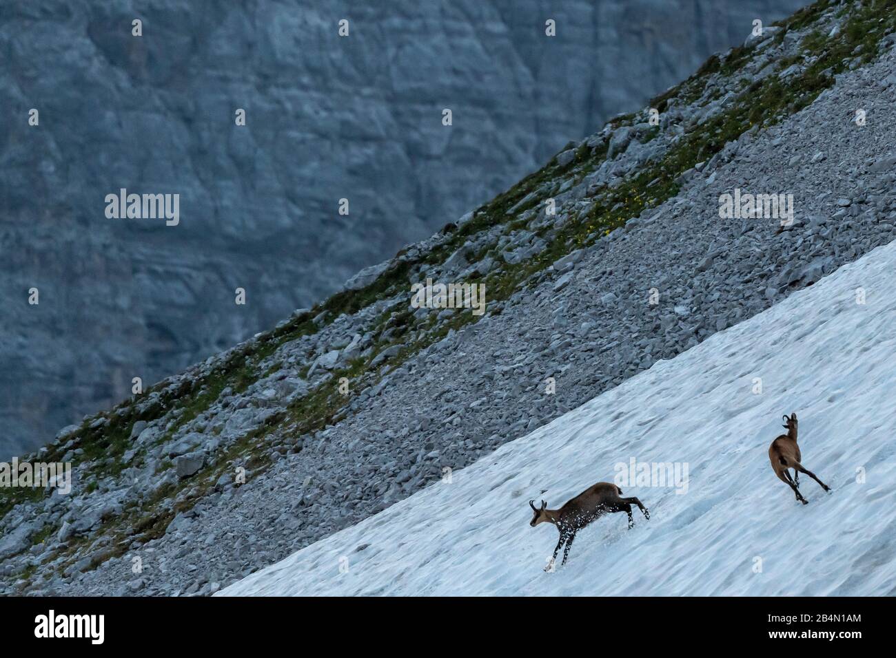 Due camosci saltano e si muovono su un campo di neve nel Karwendel. Foto Stock