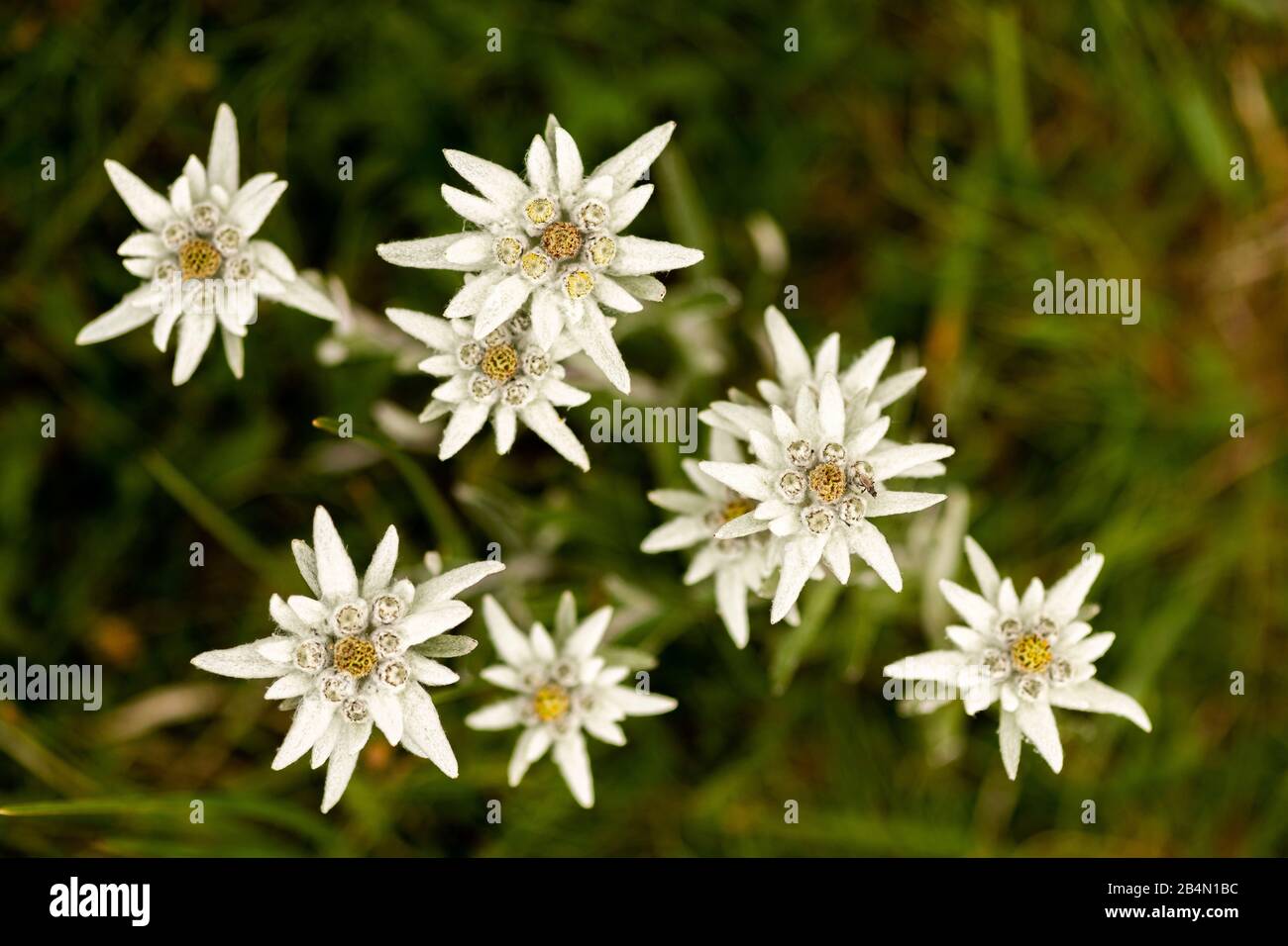 Alpine Edelweiss fiori nel Karwendel Foto Stock