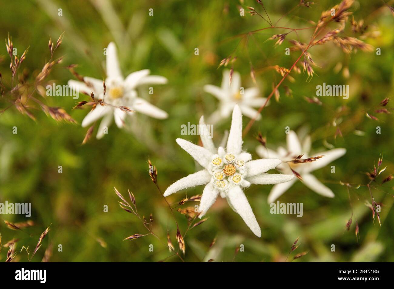 Alpine Edelweiss fiori nel Karwendel Foto Stock